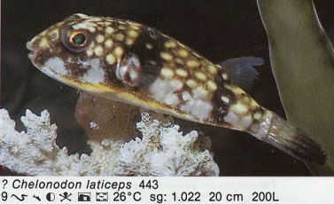 Chelonodon laticeps